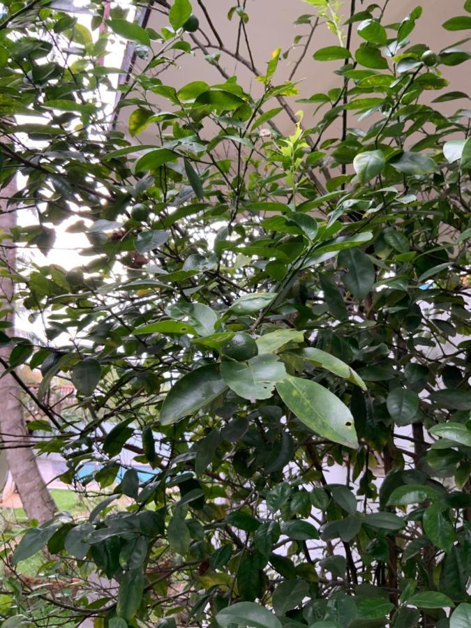 Lali Villa & Fruit Garden 高尔 外观 照片