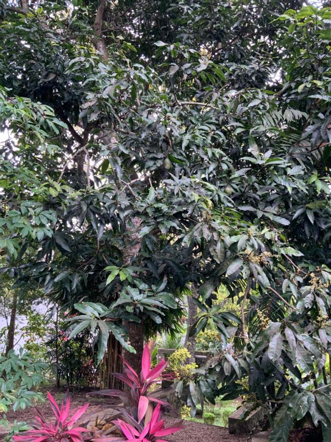 Lali Villa & Fruit Garden 高尔 外观 照片