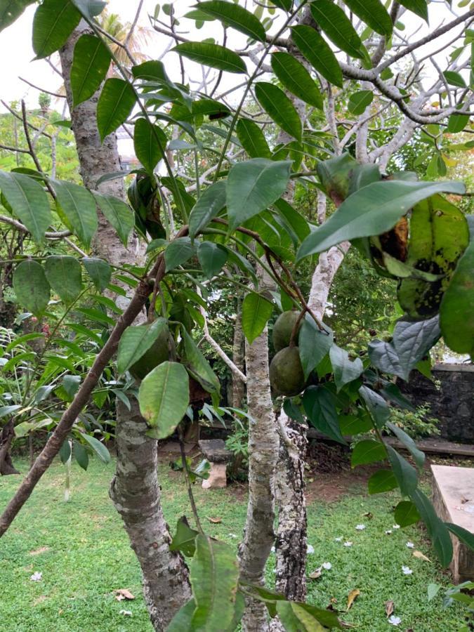 Lali Villa & Fruit Garden 高尔 外观 照片