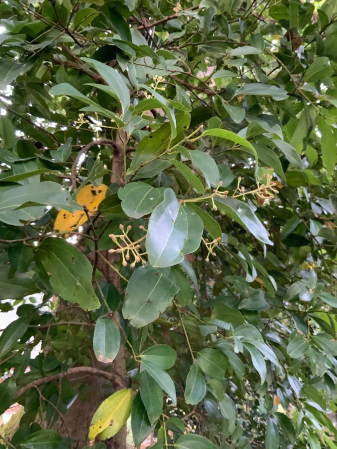 Lali Villa & Fruit Garden 高尔 外观 照片