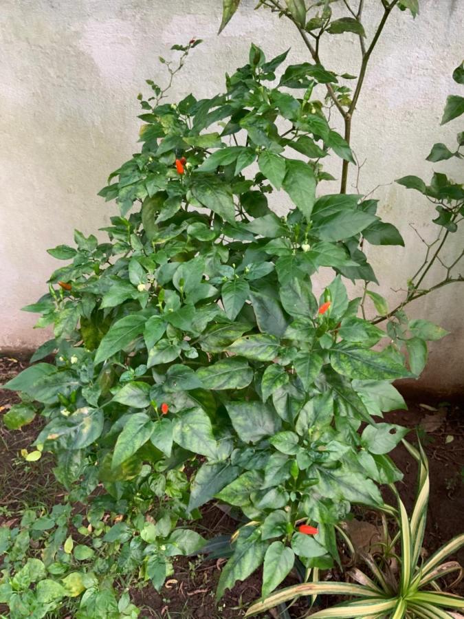 Lali Villa & Fruit Garden 高尔 外观 照片