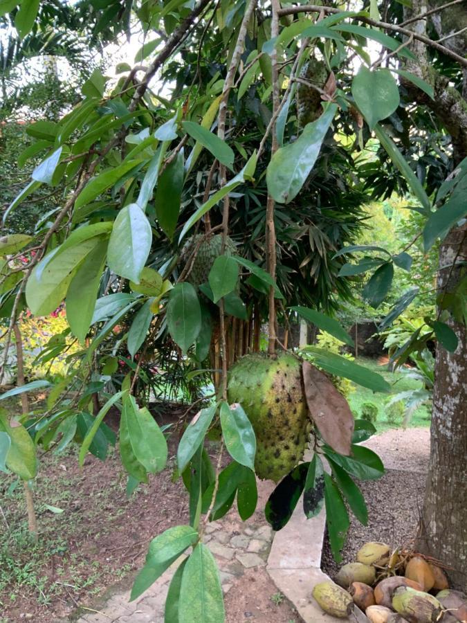 Lali Villa & Fruit Garden 高尔 外观 照片