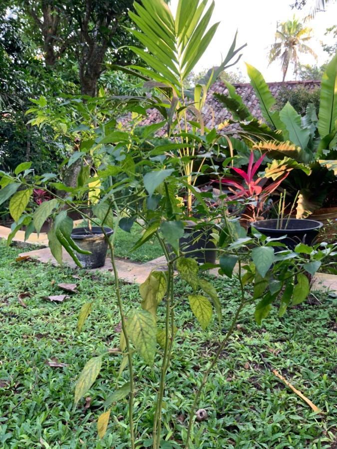 Lali Villa & Fruit Garden 高尔 外观 照片