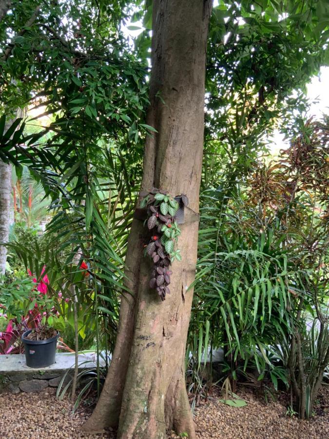 Lali Villa & Fruit Garden 高尔 外观 照片